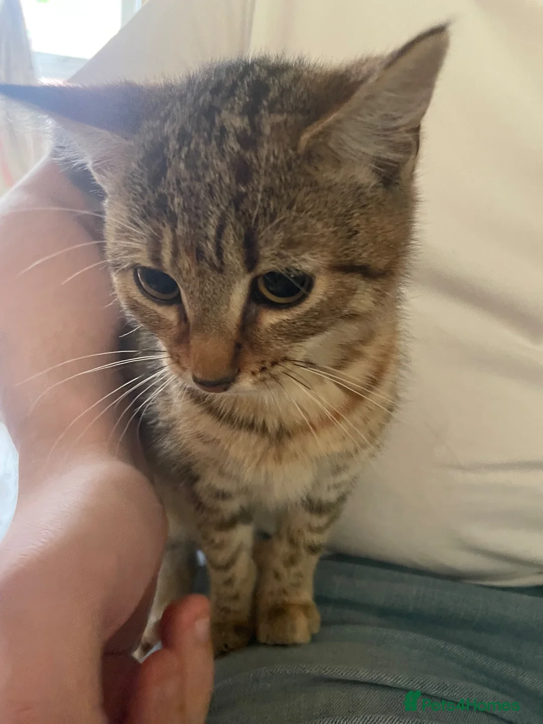 Mixed Breed cats for sale: Kittens  - Advert 2