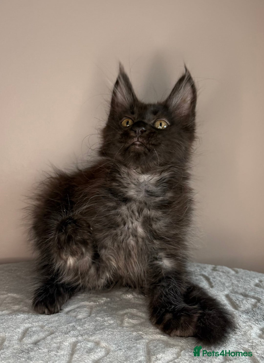Maine Coon cats for sale: Russian Line maine coon kittens  in Market Rasen - Image 8