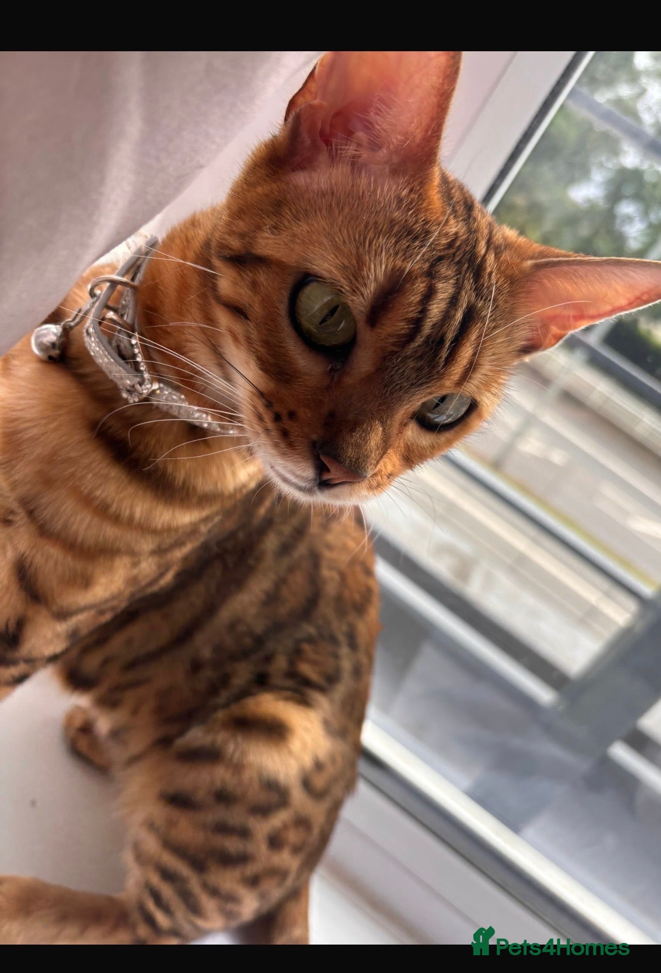Mixed Breed cats for sale: Bengal X Scottish Straight Hybrid - Advert 8