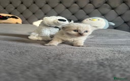 Scottish Fold cats for sale: Adorable playful scottish fold kittens  - Image 28