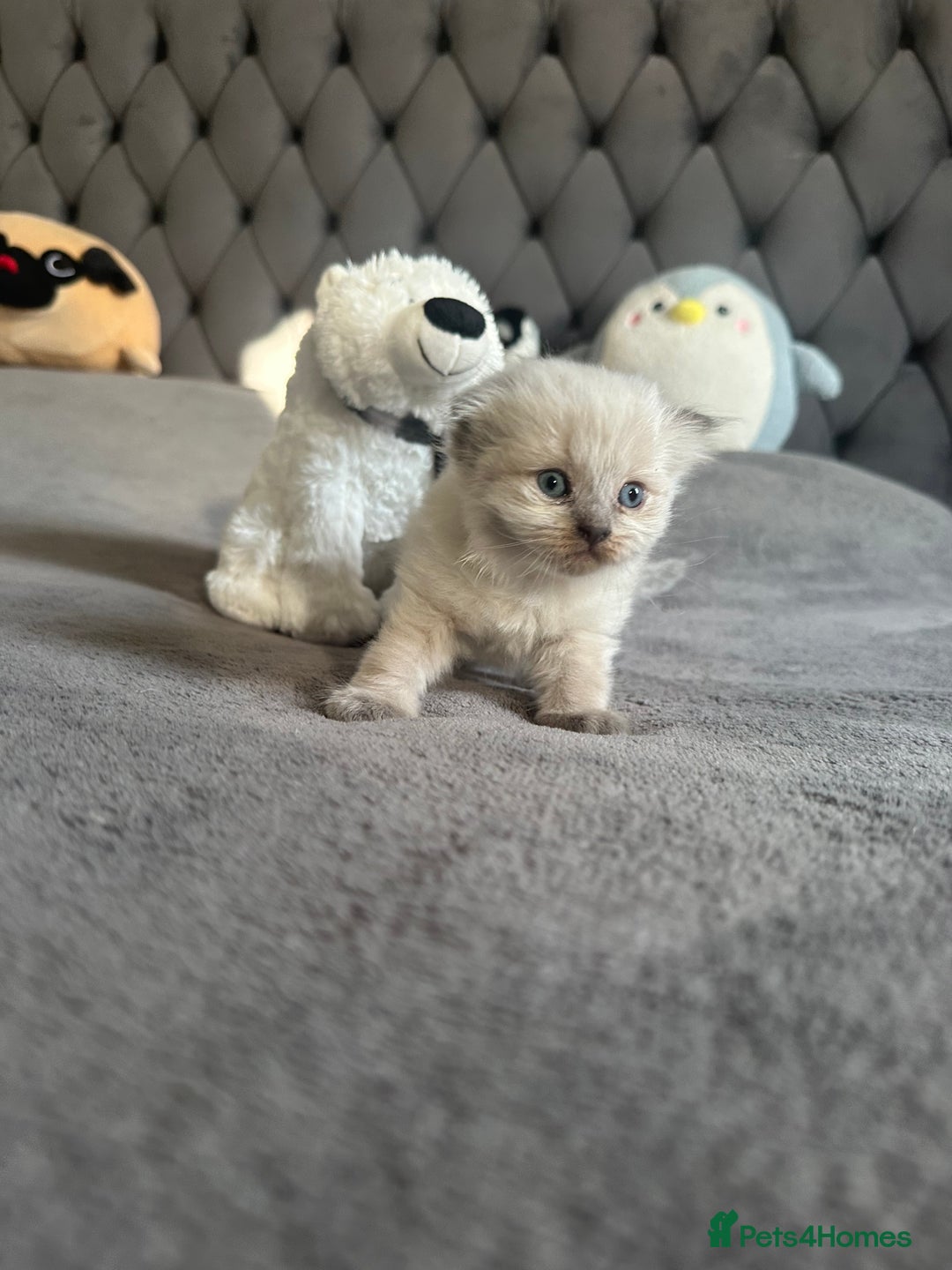 Scottish Fold cats for sale: Adorable playful scottish fold kittens  - Image 28