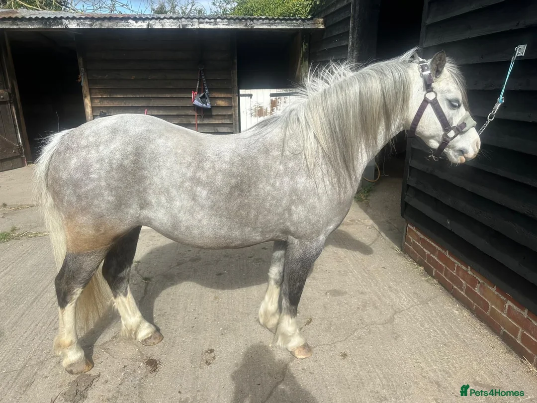 Welsh Section A horses for sale: Lead rein / First Ridden - Advert 2