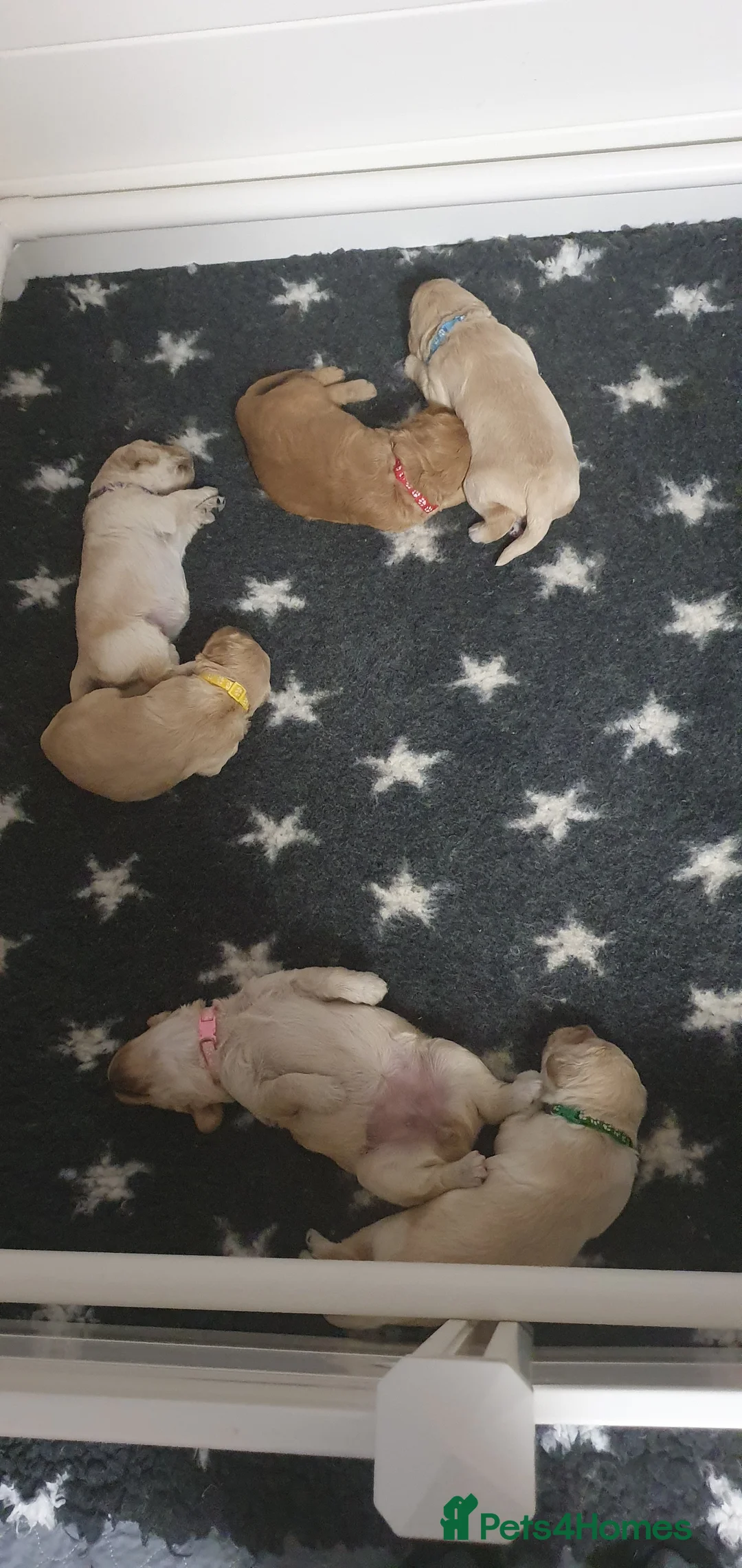 Double Doodle dogs for sale: Goldendoodle/Labradoodle  - Advert 4