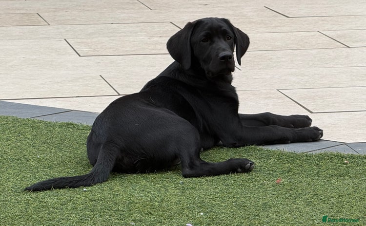 Labrador Retriever dogs - Advert 1