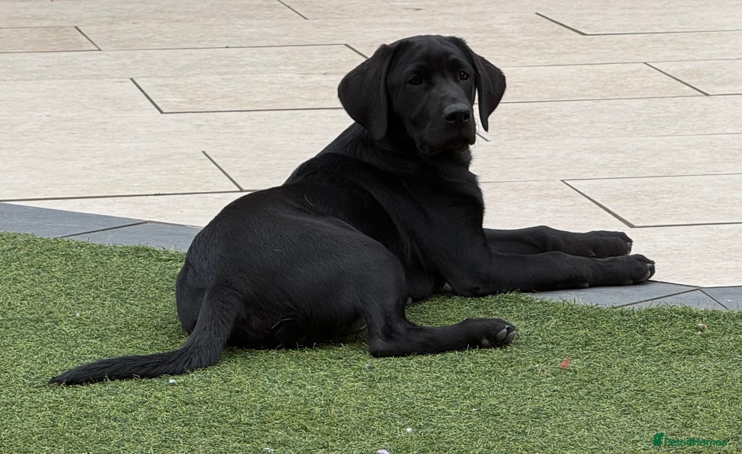 Labrador Retriever dogs for sale: Superb dual purpose health tested black Labradors  - Image 1