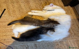 Siberian cats for sale: Pure White Siberian Boy - Image 8