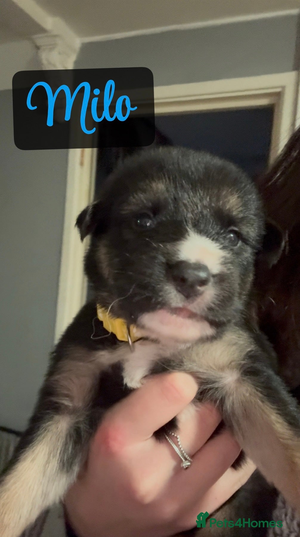 Shepsky dogs 1 boy left** 9 beautiful Shepsky puppies  - Advert 17