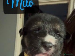 Shepsky dogs 1 boy left** 9 beautiful Shepsky puppies - Advert 1