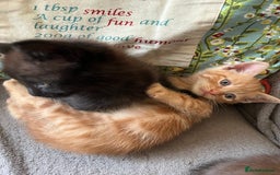 Domestic Shorthair cats for sale: Shorthair Kittens - Image 13