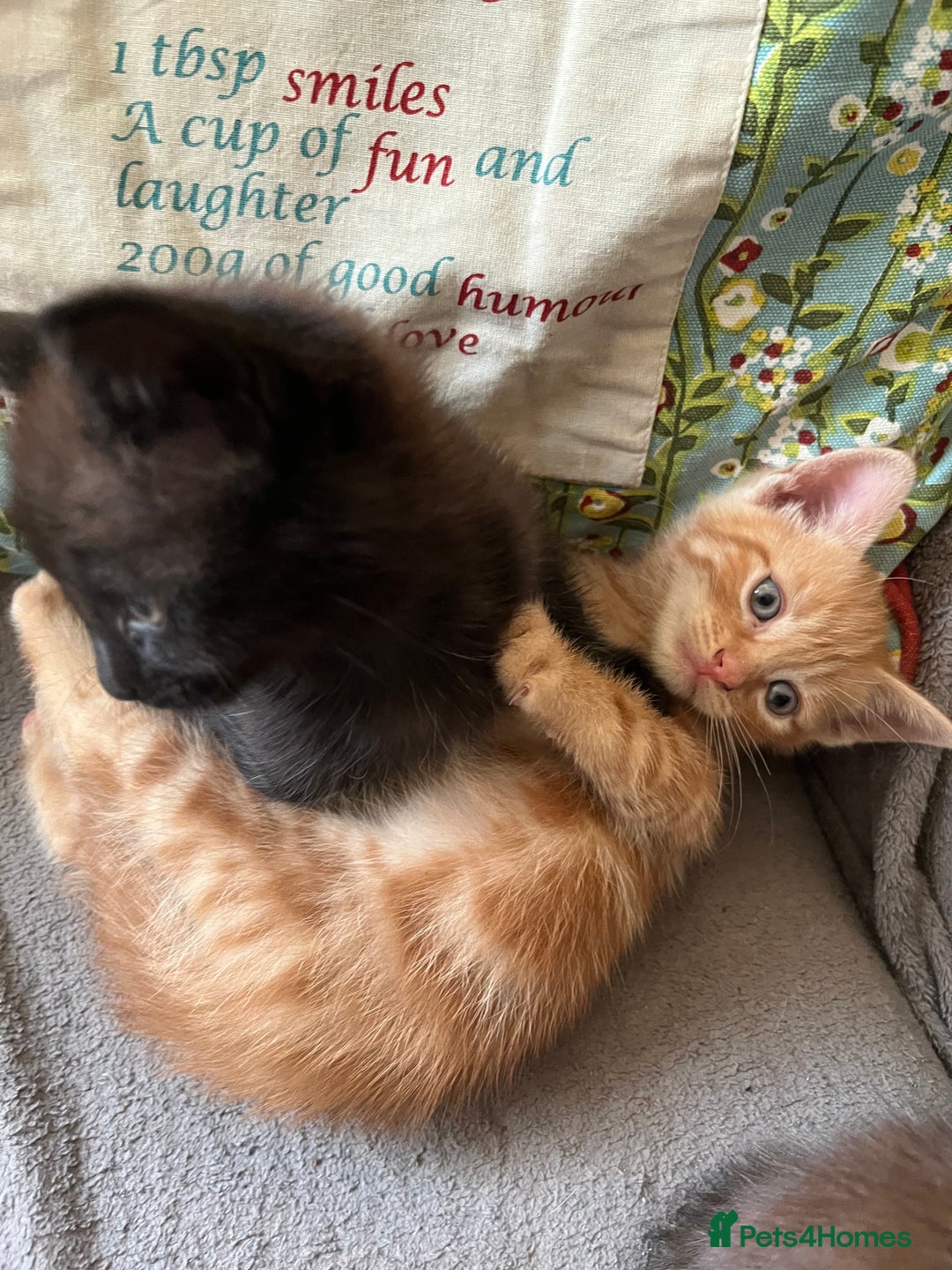 Domestic Shorthair cats for sale: Shorthair Kittens - Image 13