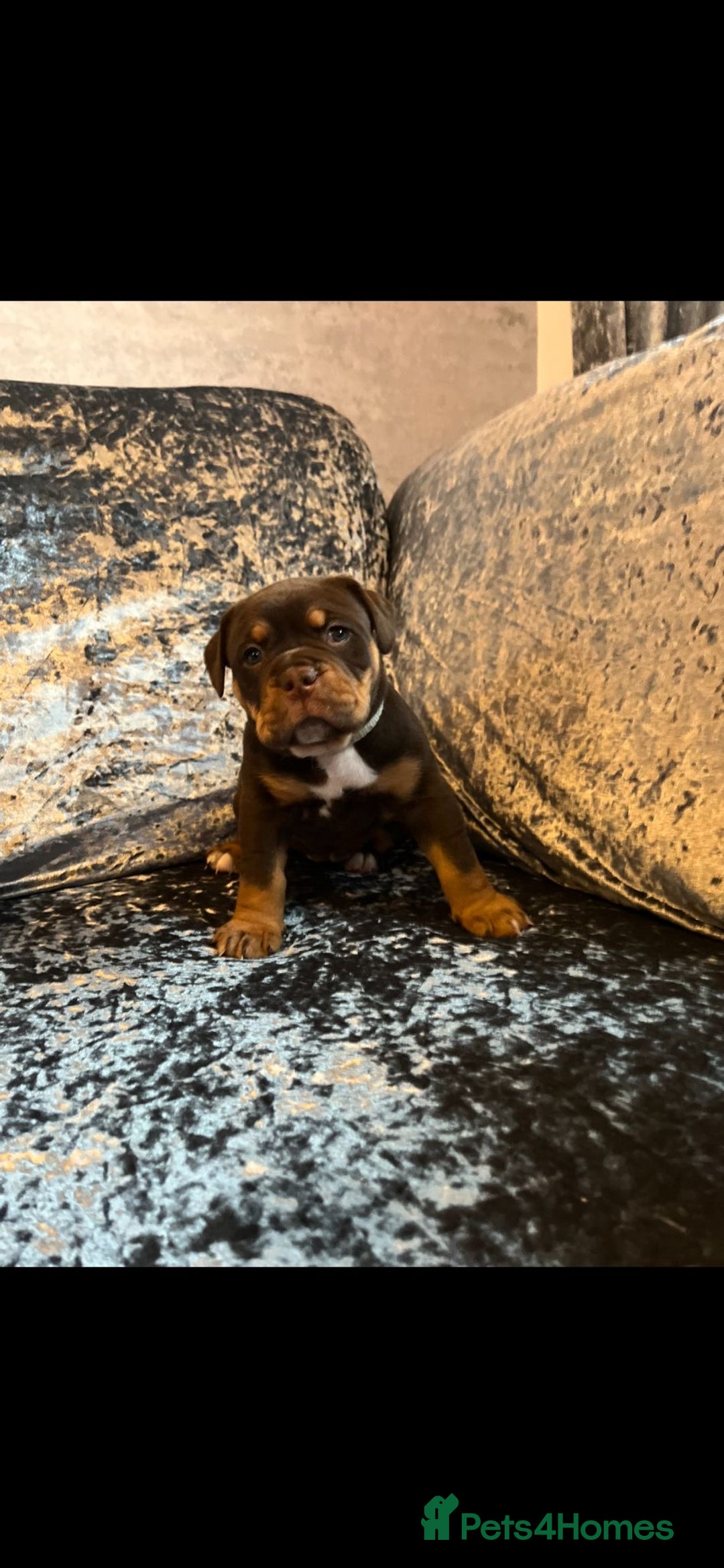 Olde English Bulldogge dogs for sale: NEBBR registered Olde English bulldogge puppies - Advert 25