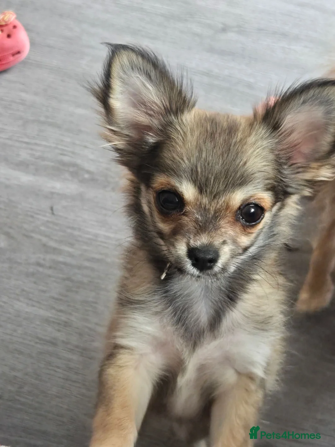 Chihuahua dogs for sale: Stunning chihuahua girl available  - Advert 2