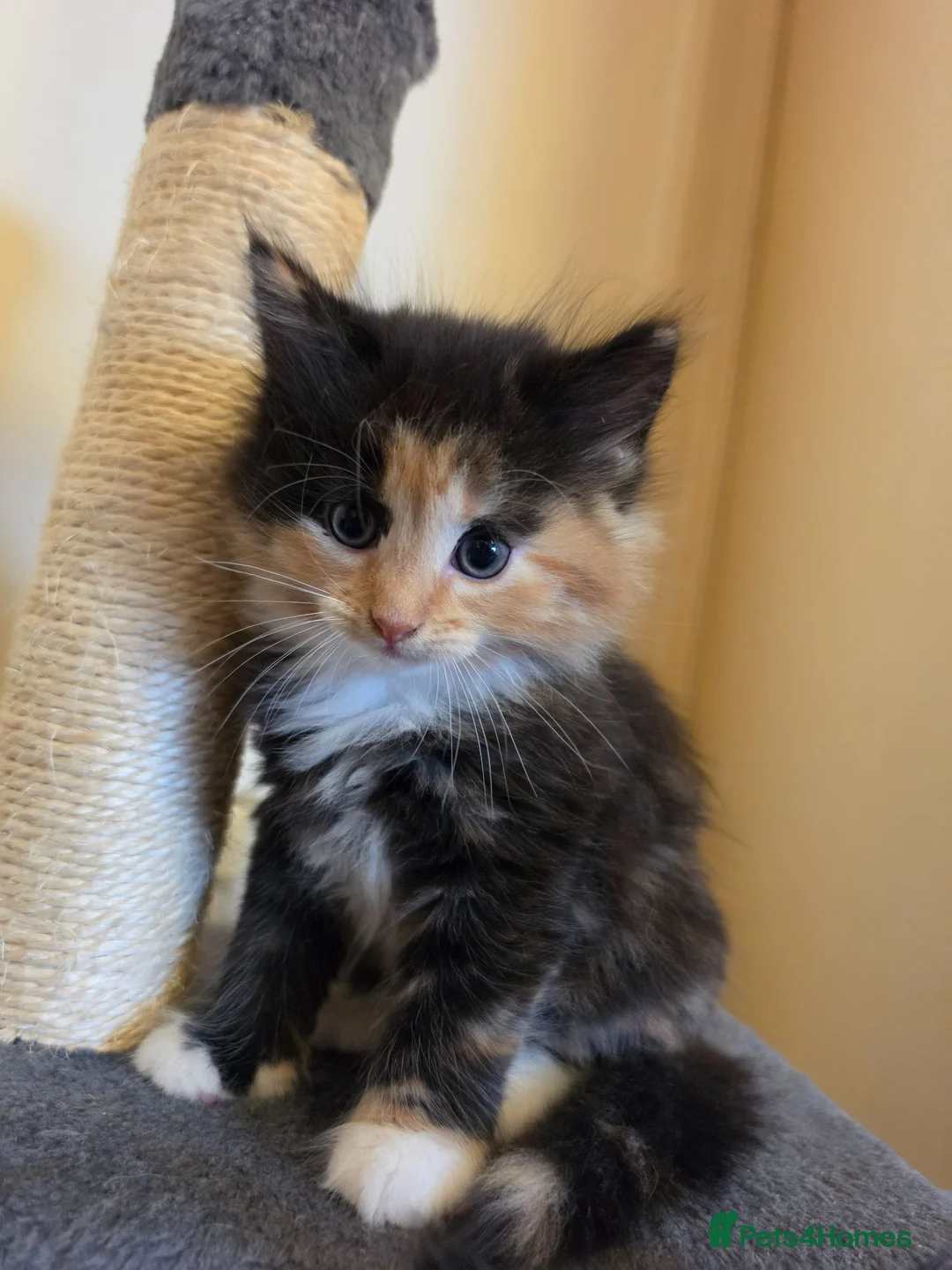 Mixed Breed cats for sale: 3 beautiful kittens - Advert 2