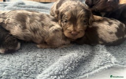 Mixed Breed dogs for sale: Mini Cockapoos - Image 6