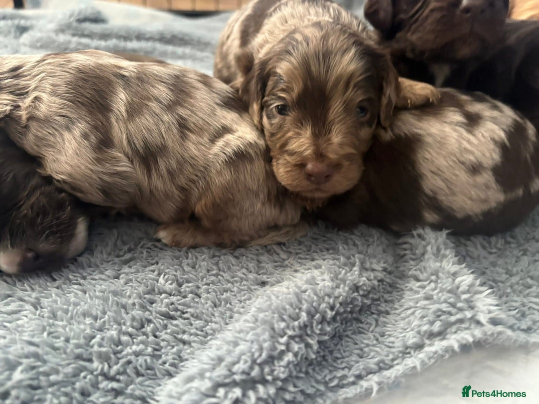 Mixed Breed dogs for sale: Mini Cockapoos - Image 6