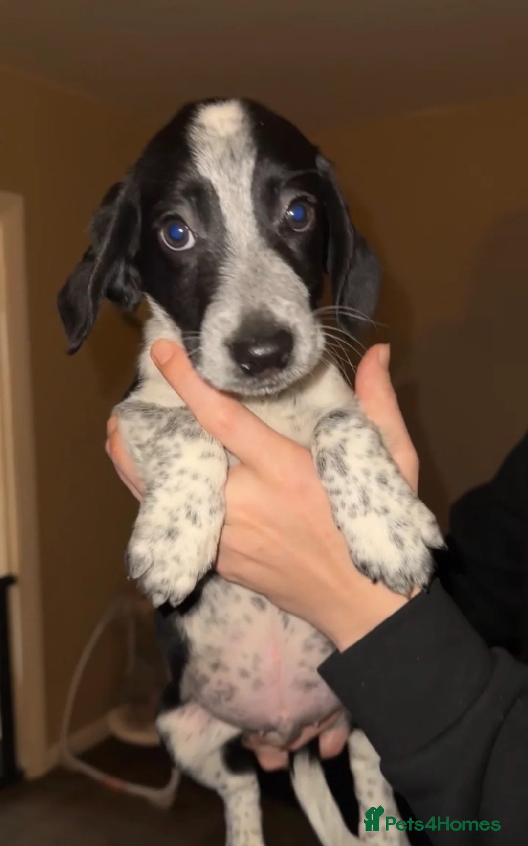 Mixed Breed dogs for sale: 4 Sprollies LEFT 🩶 - Advert 7