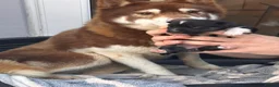 Siberian Husky dogs for sale: Siberian husky pure breed  - Advert 8