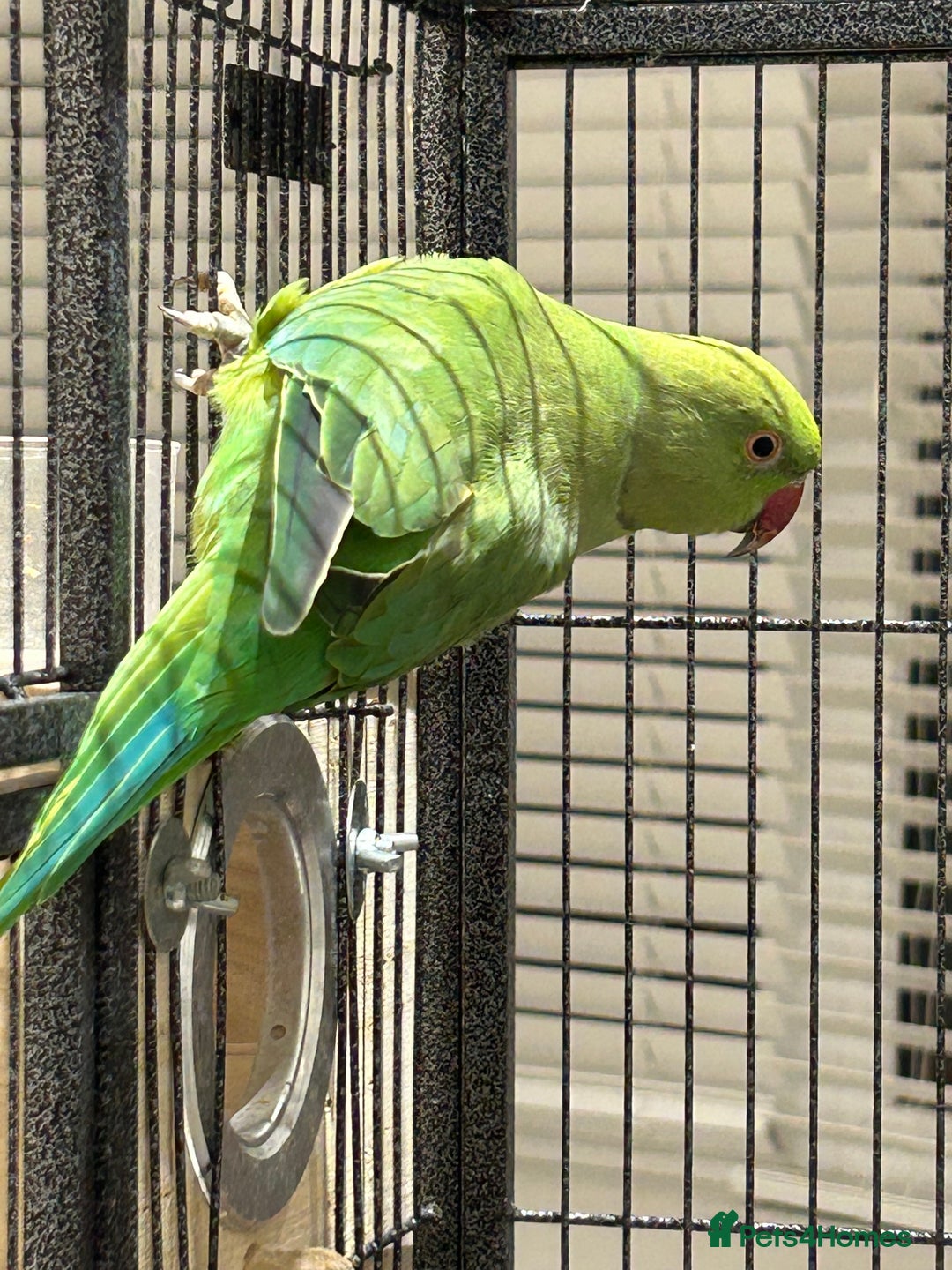 Ringnecks birds for sale: 2 Indian ringnecks  - Image 2