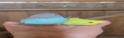 Budgerigars birds for sale: Gorgeous Baby Budgies - Advert 17