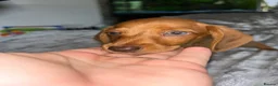 Dachshund dogs for sale: Gorgeous miniature daschunds  - Advert 6