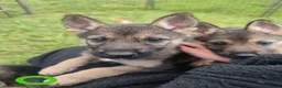 Mixed Breed dogs for sale: German Shepherd x Husky/Northern Inuit Puppies - Advert 13