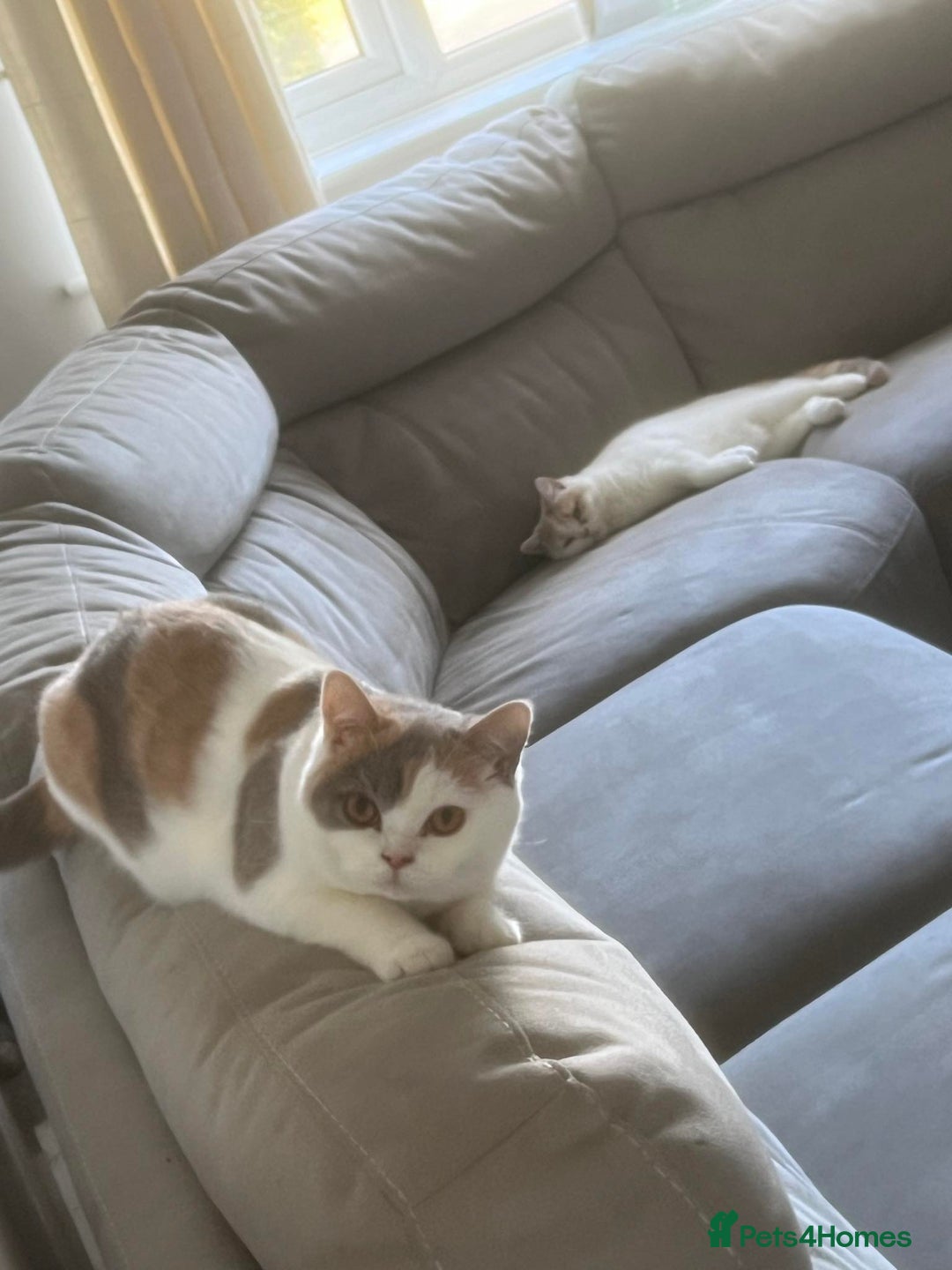 British Shorthair cats for sale: British Shorthair kittens  - Advert 1