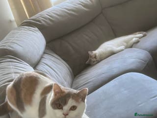 British Shorthair cats British Shorthair kittens - Advert 18