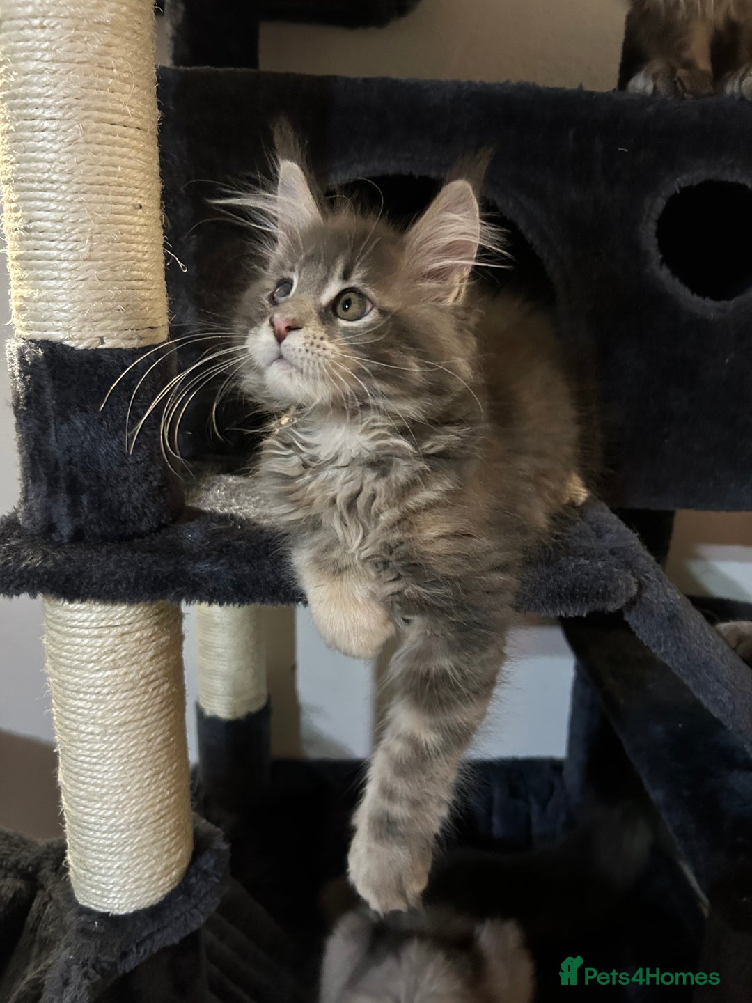 Maine Coon cats for sale: Pedigree TICA Registered Maine Coon Kittens - Image 13