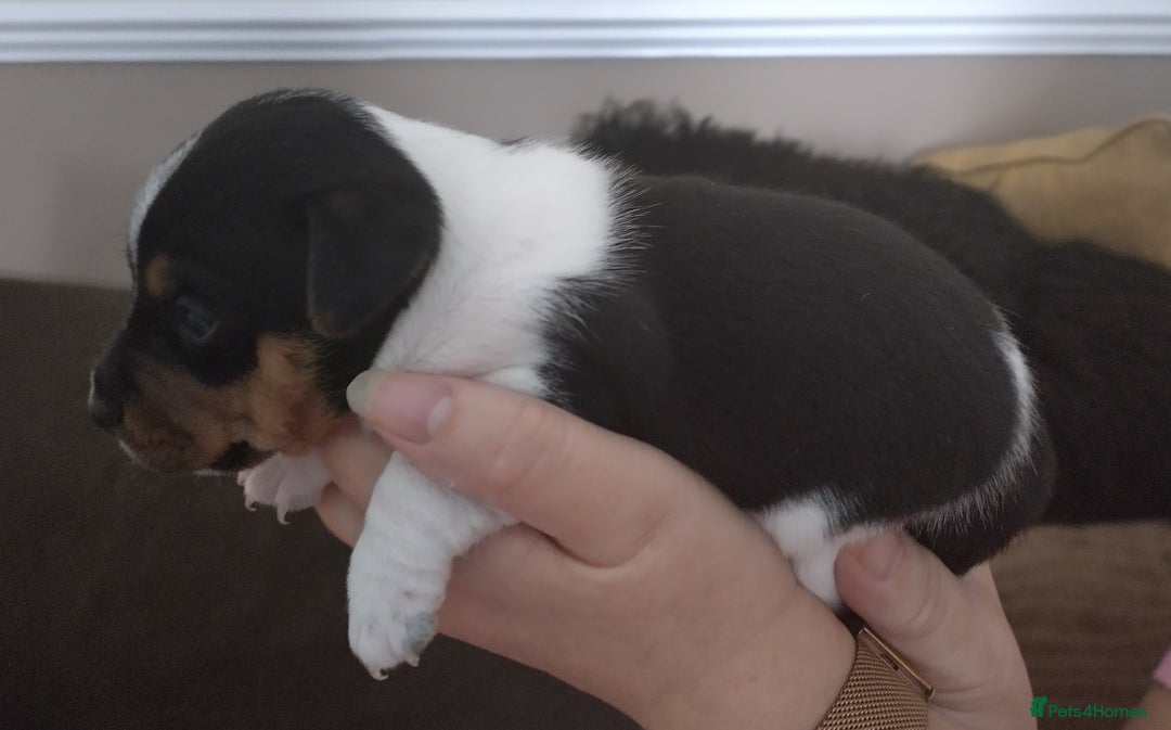 Jack Russell dogs for sale: Jack Russell litter  - Image 13