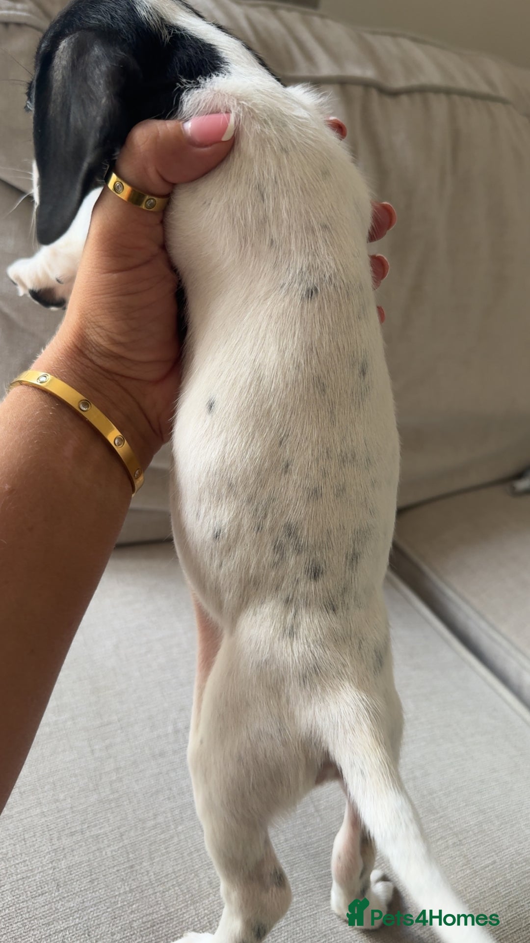 Mixed Breed dogs for sale: Cocker jacks. 2 boys 2 girls! - Image 7