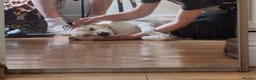 Mixed Breed dogs for adoption: PANDORA - A Beautiful Soul for a Loving Home in Wisbech - Advert 8