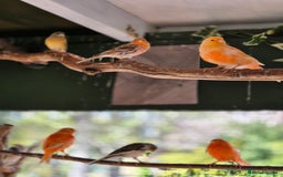 Canaries birds for sale: Canaries for sale beautiful markings  - Image 2