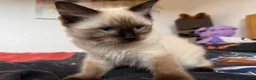 Ragdoll cats for sale: Ragdoll Kittens for Sale - Advert 6