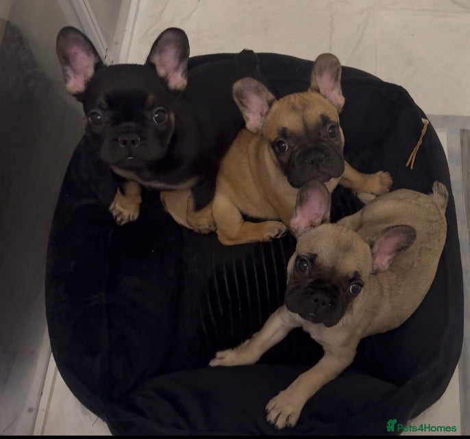 French Bulldog dogs French bulldog puppies  - Advert 1