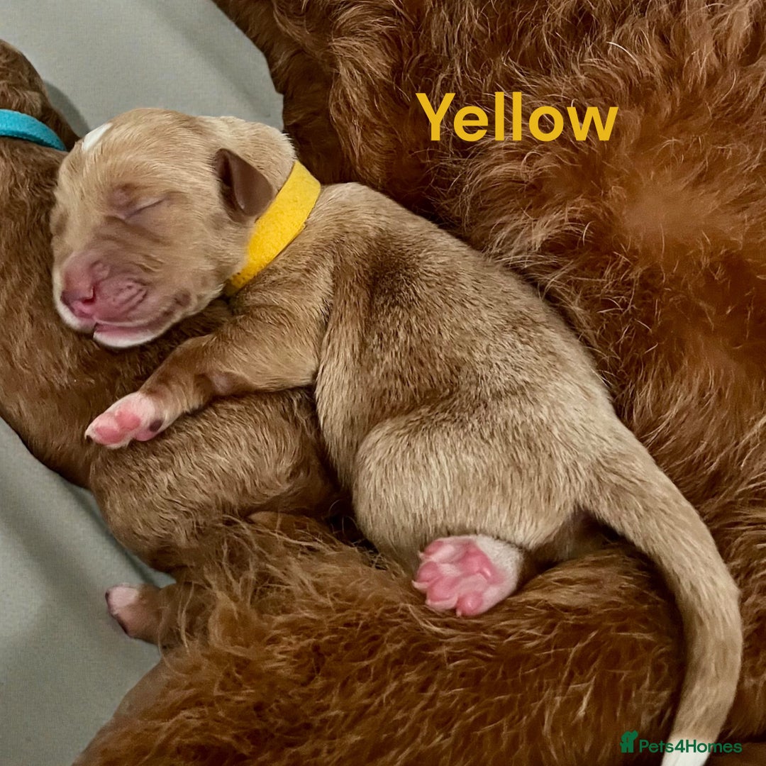 Australian Labradoodle dogs for sale: Australian Labrodoodle puppies - Advert 10