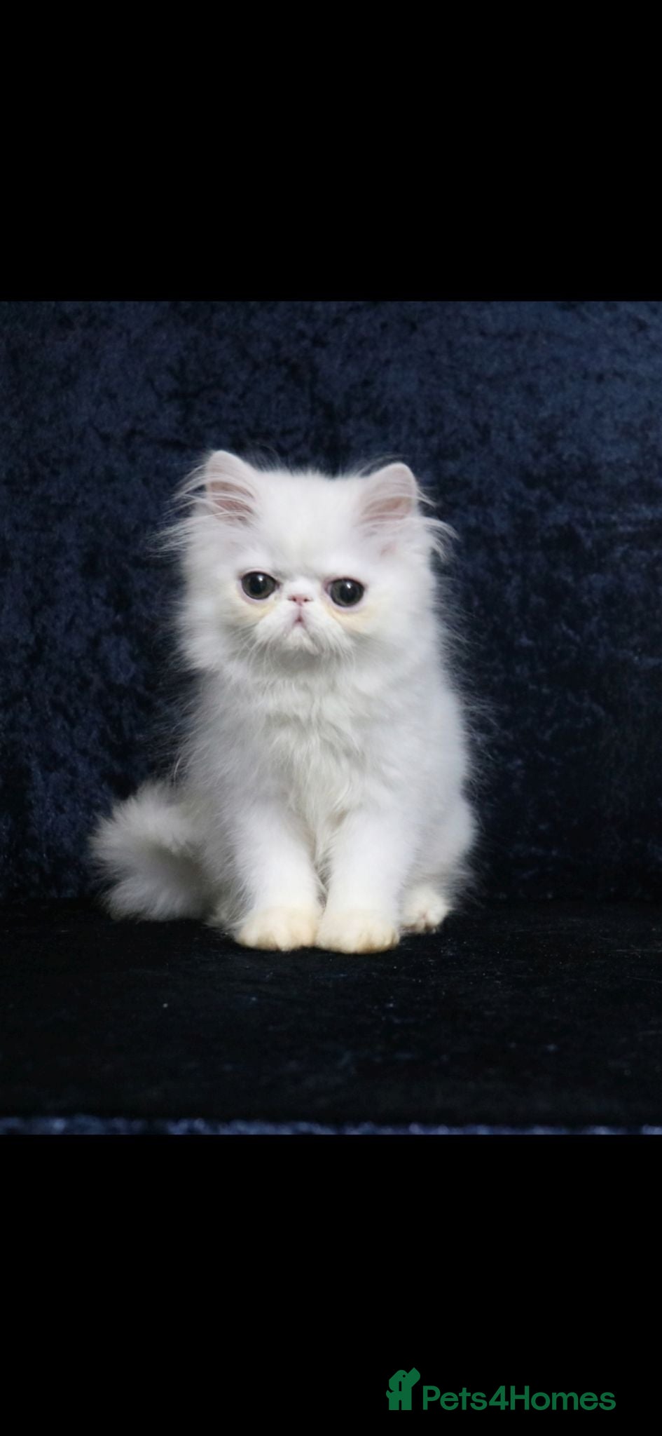 Persian cats White boy persian kitten - ready 6th July - Advert 20