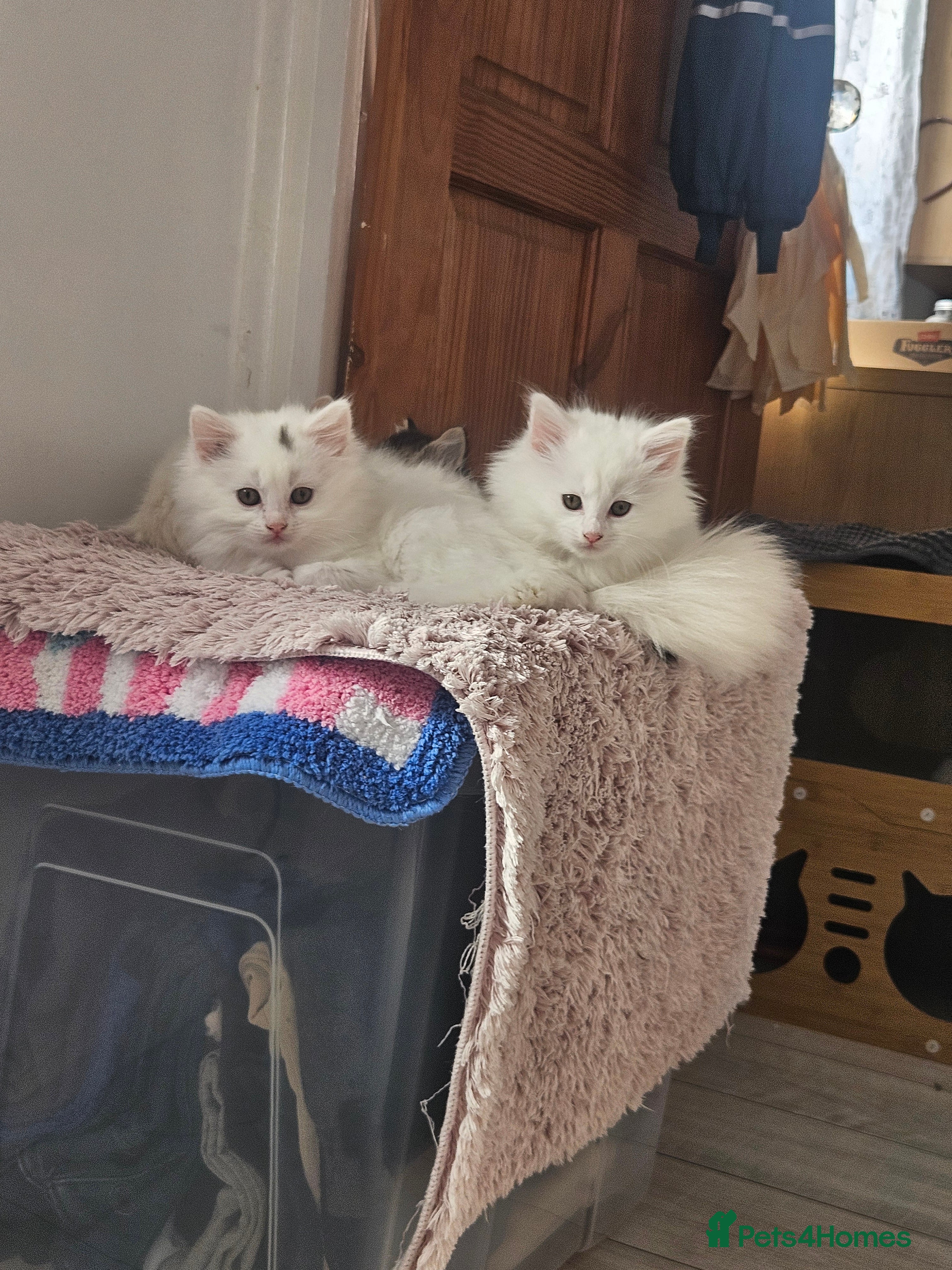 Turkish Angora cats Turkish Angora kittens  - Advert 2