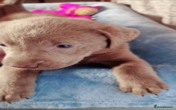 Labrador Retriever dogs for sale: Adorable Silver Labrador Puppies  - Image 21