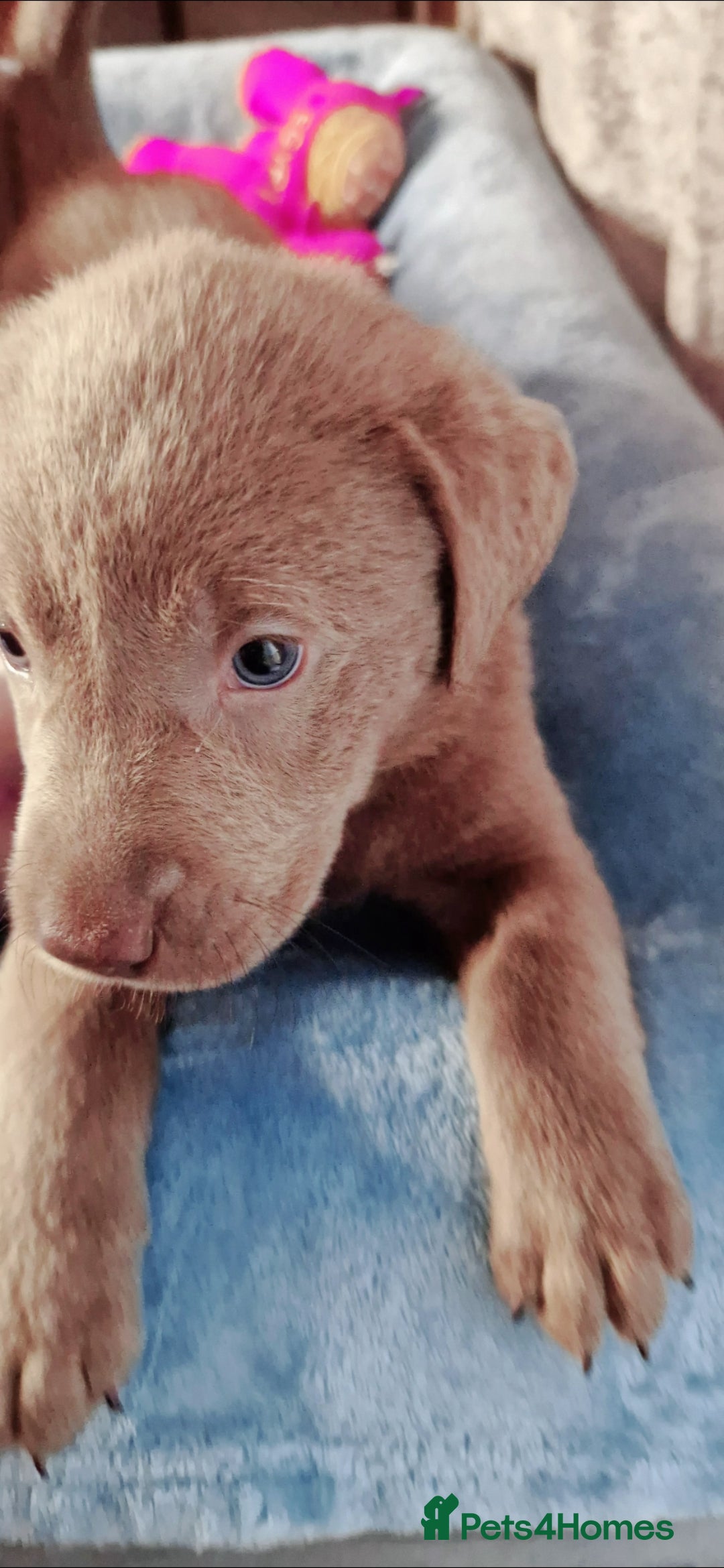 Labrador Retriever dogs for sale: Adorable Silver Labrador Puppies  - Image 21