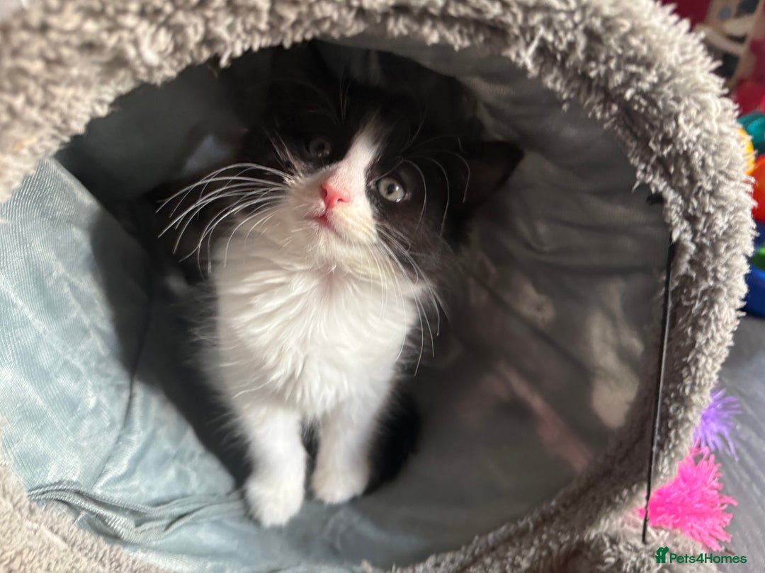Mixed Breed cats for sale: tuxedo ghost tabby kittens - Image 19