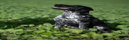 German Shorthaired Pointer dogs for stud: KC registered GSP For Stud - Advert 7
