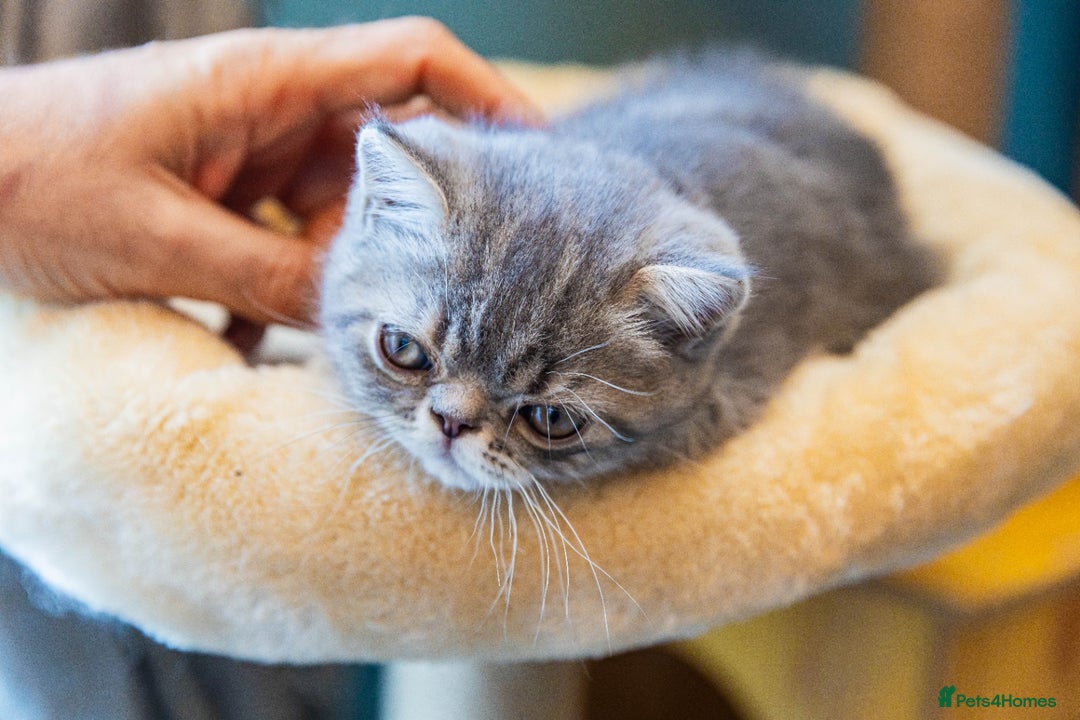 Exotic cats for sale: Exotic Kitten 1 - Pure breed beautiful chunky boy Exotic - Image 6