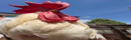 Chickens poultry for sale: Genuinely Stunning White Leghorn Cockerel 🐓 - Advert 2
