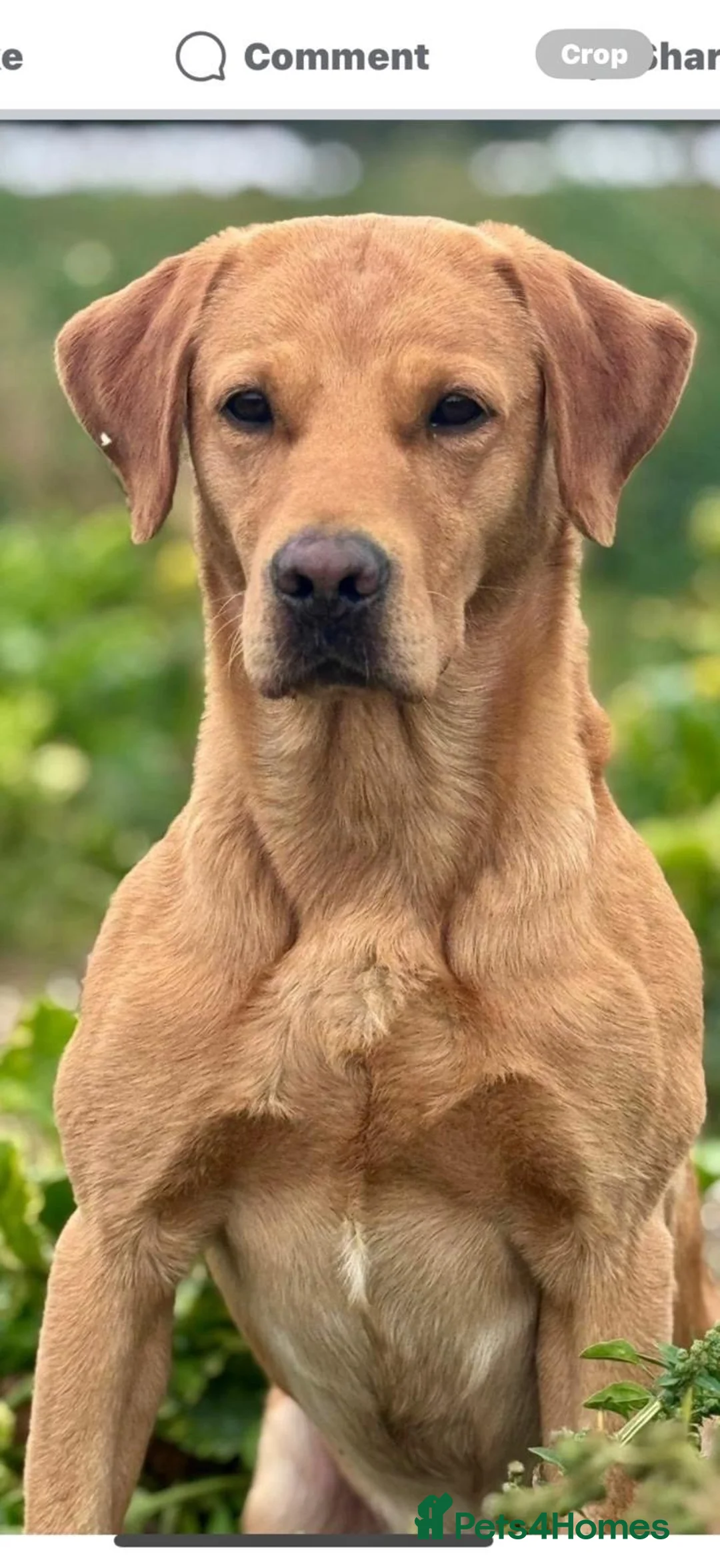 Labrador Retriever dogs for sale: Exceptionally Well Bred Yellow Labradors - Advert 3