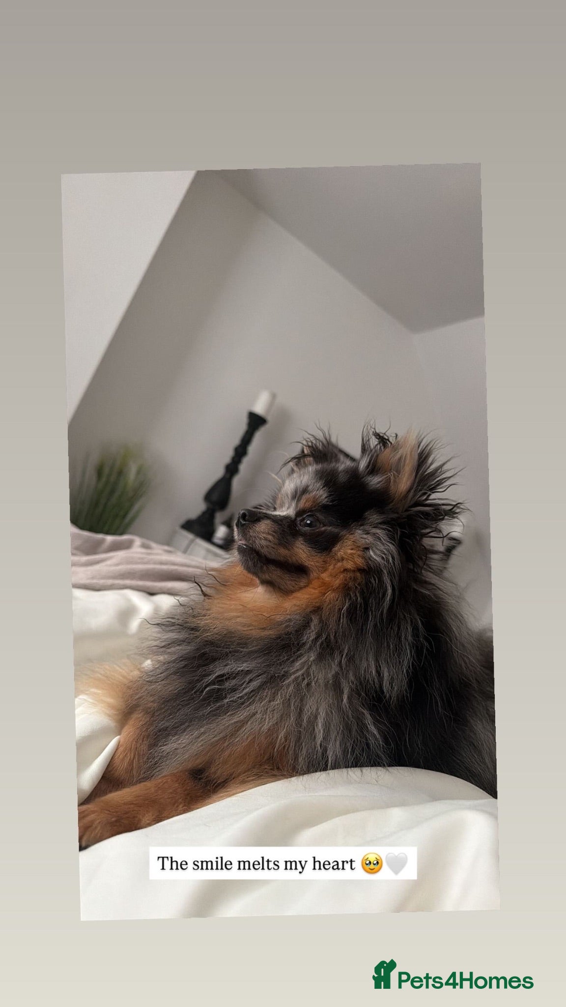 Pomeranian dogs rare colours  blue merle pomernian  - Advert 2