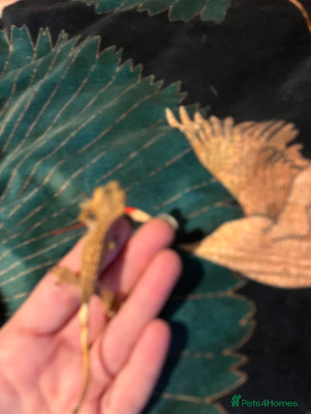 Gecko reptiles for sale: Crested gecko babies  - Advert 6