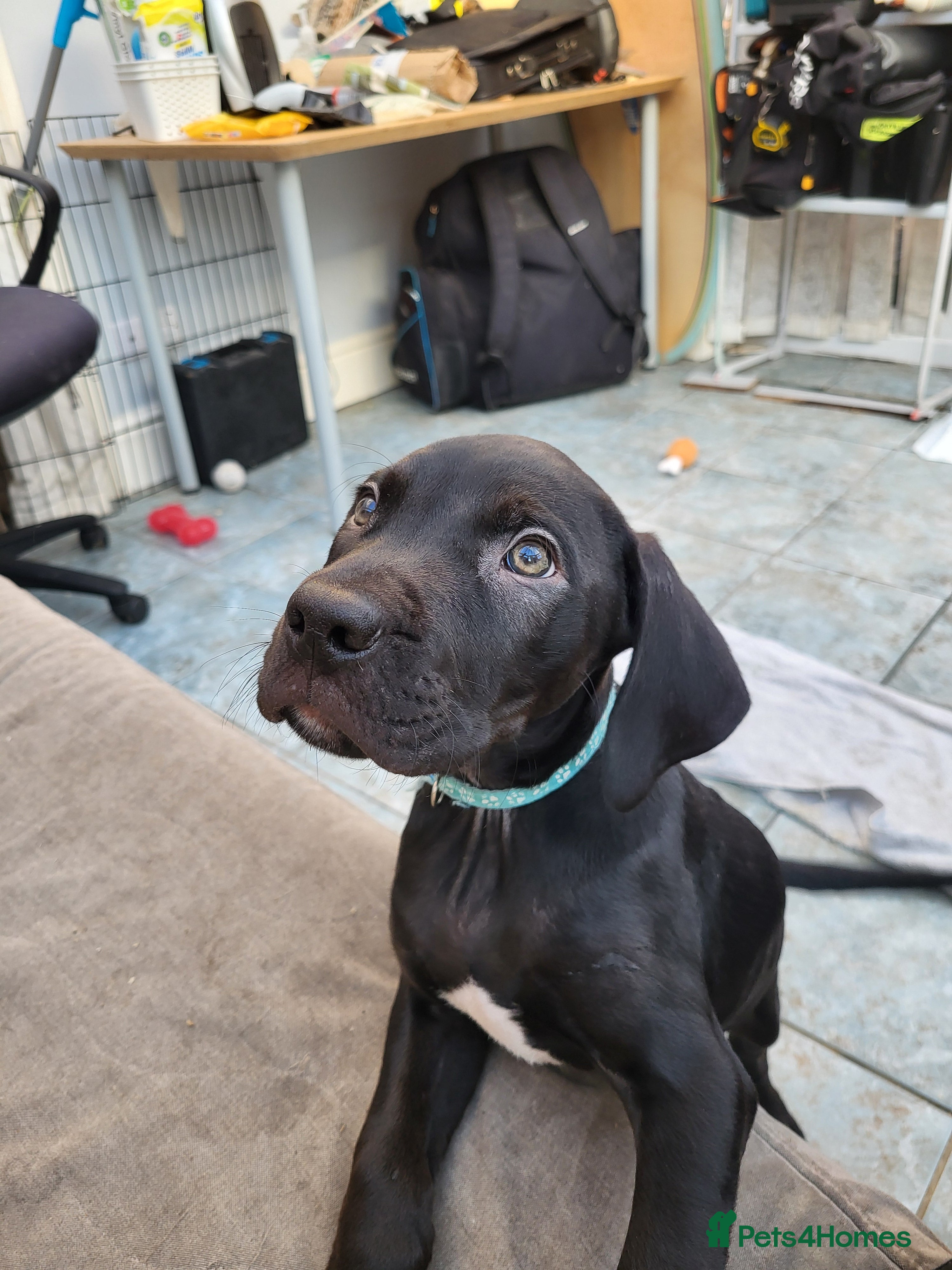 Mixed Breed dogs Alaunt (Alano) - Advert 9