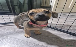 Mixed Breed dogs for sale: Dachshund X Pug - Image 2