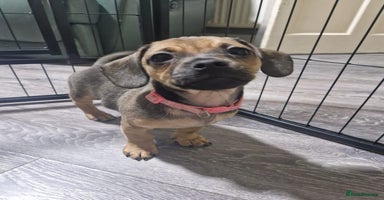 Mixed Breed dogs - Advert 5