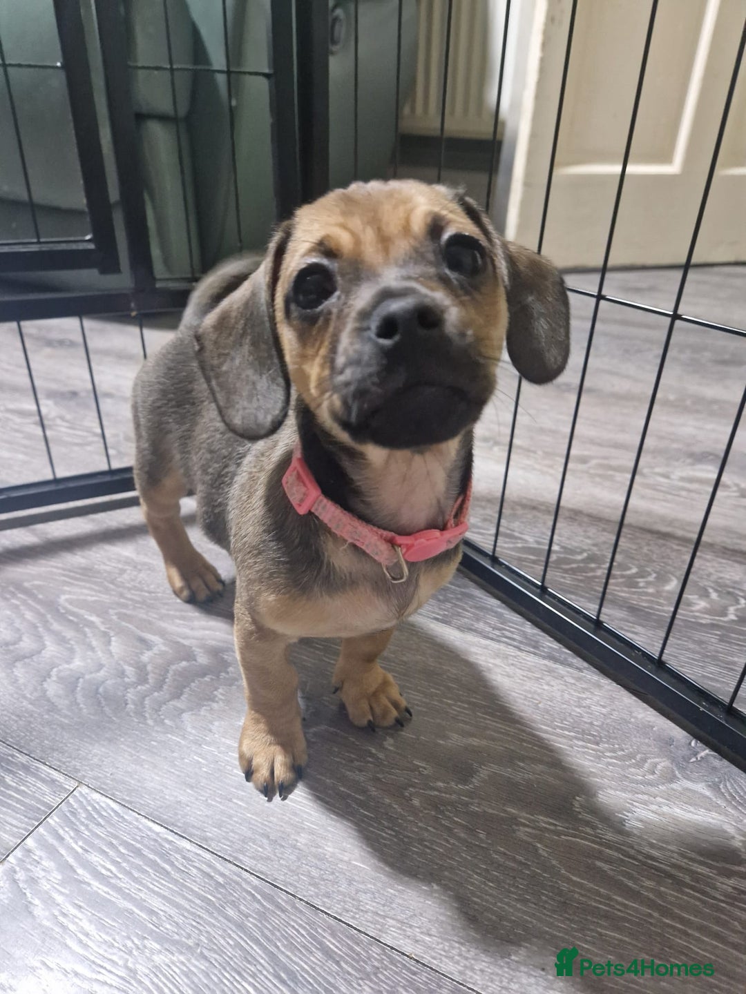 Mixed Breed dogs for sale: Dachshund X Pug - Image 2
